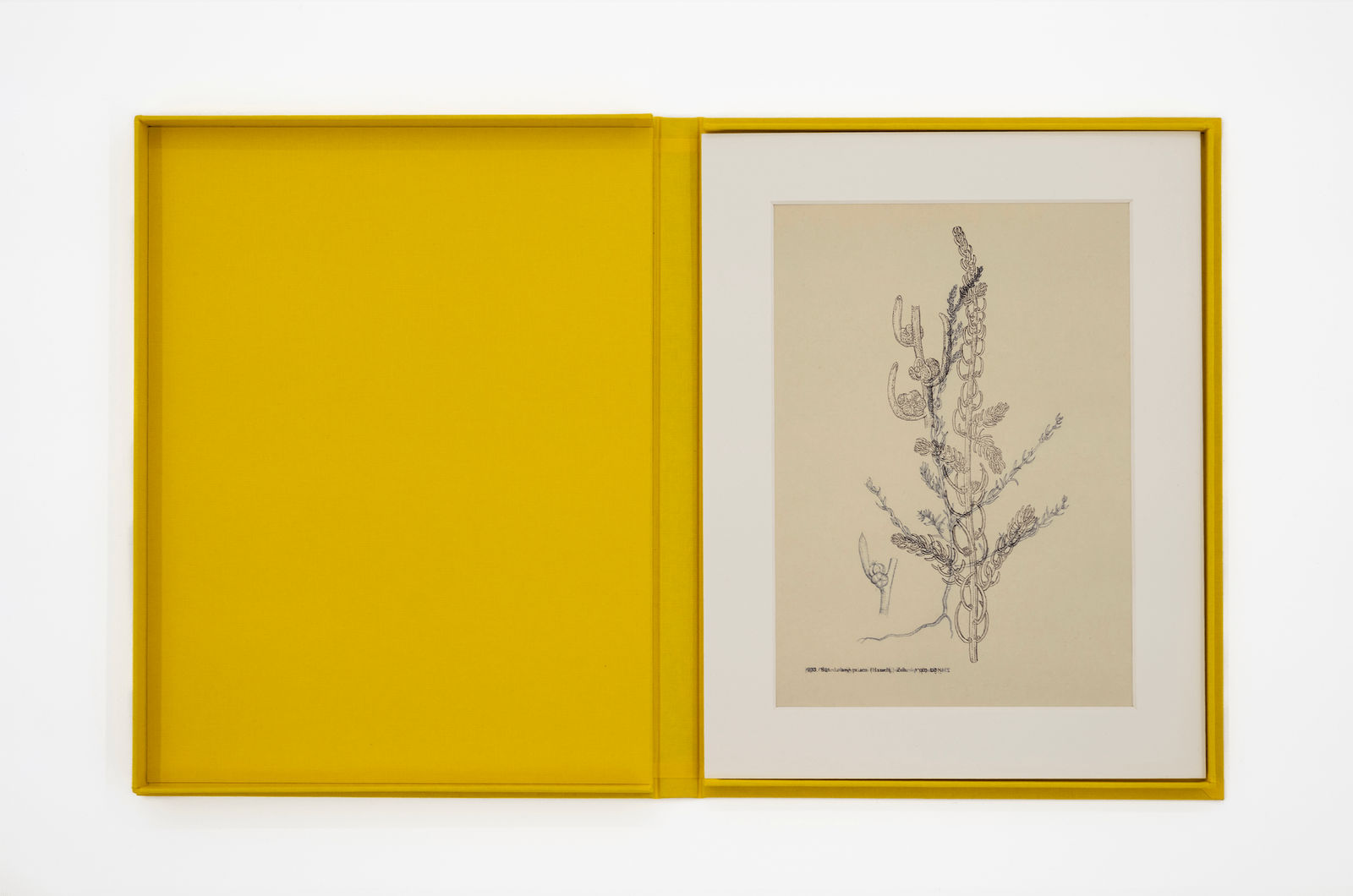 Dor Guez, Suaeda aegyptiaca, 2023