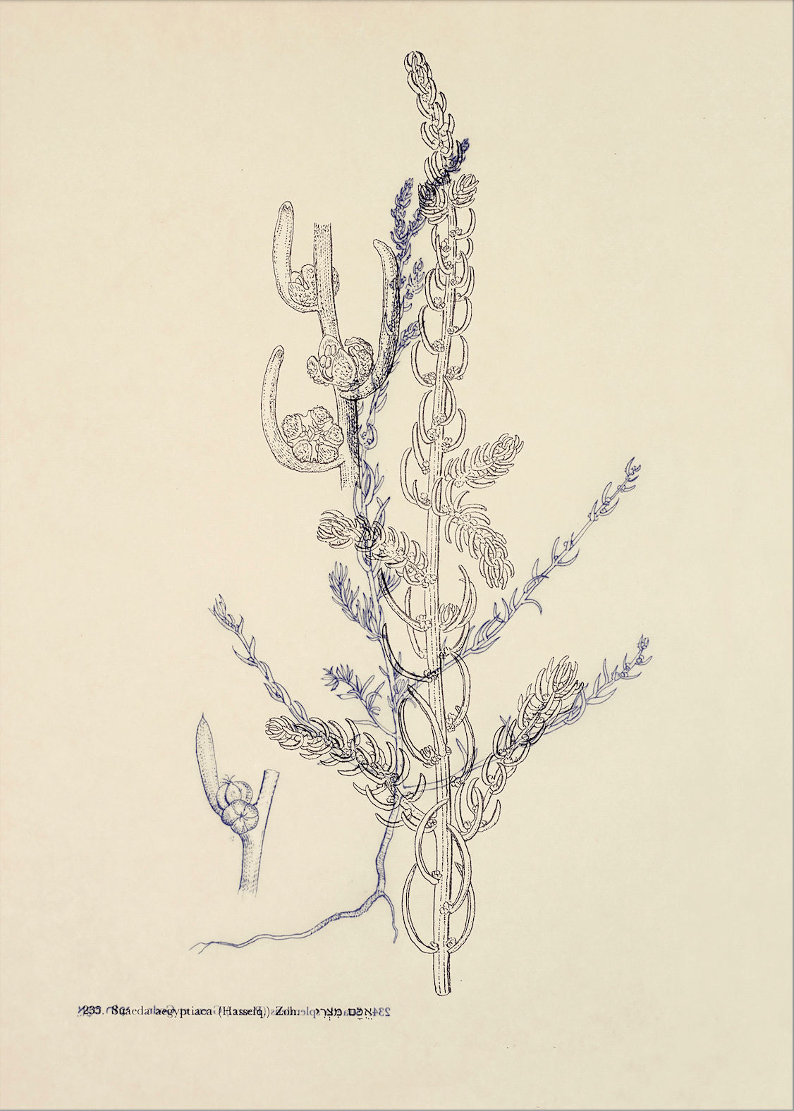 Dor Guez, Suaeda aegyptiaca, 2023