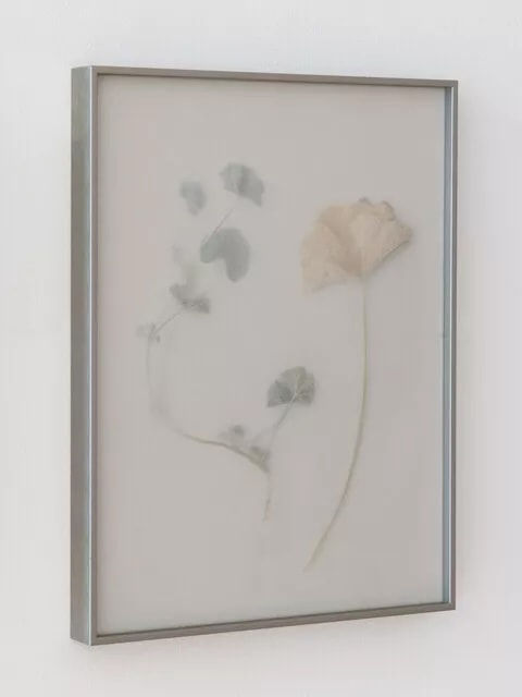 Dor Guez, Khubayza #10, 2025