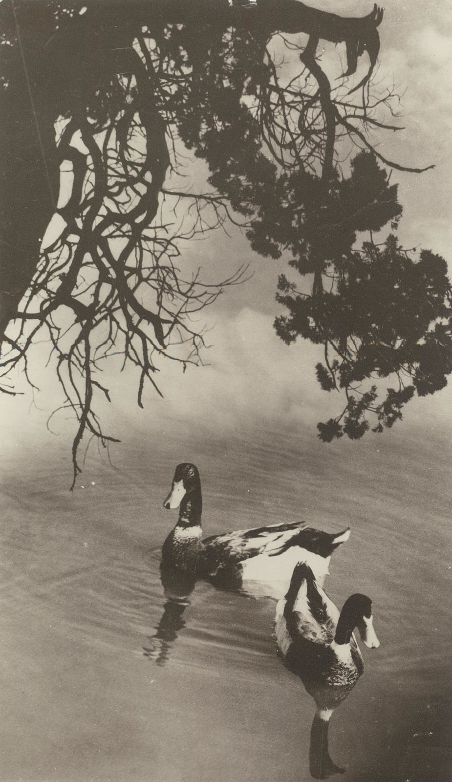 郎靜山 Lang Jingshan, 春江水暖 The Spring River Grows Warm