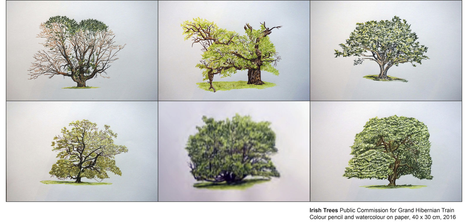 Eamon O'Kane, Irish Trees, 2016