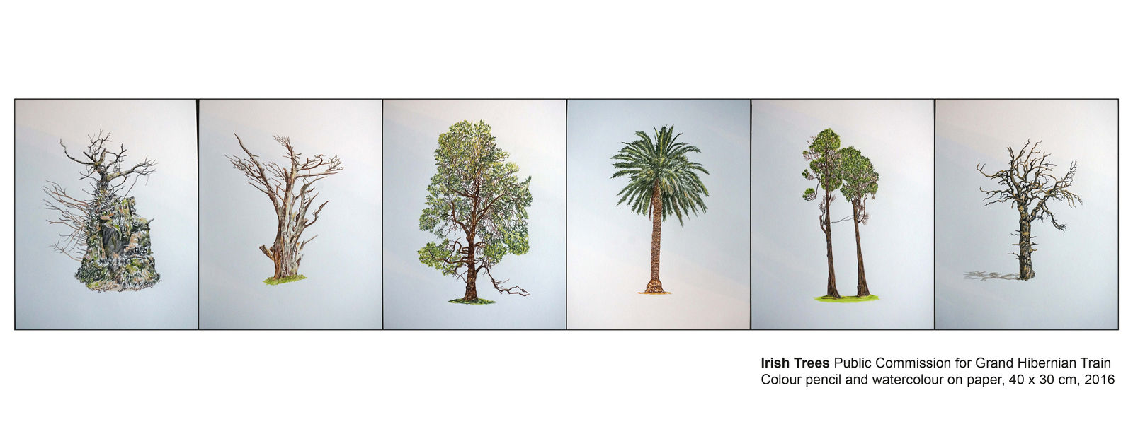 Eamon O'Kane, Irish Trees, 2016