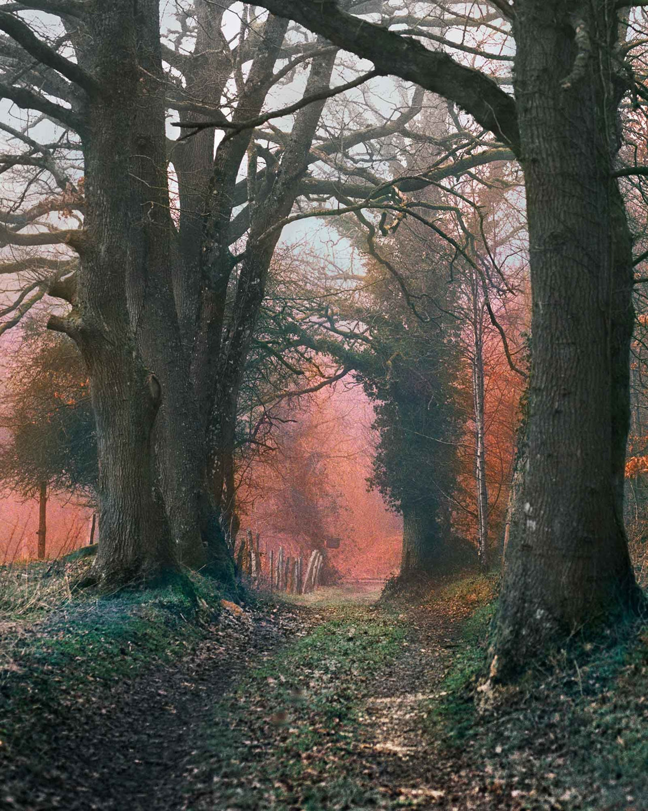 Vee Speers, Untitled #10, 2020