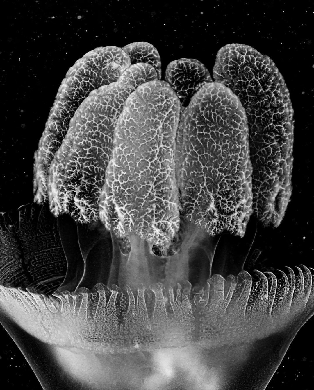 Jan C. Schlegel, Blue Blubber #2 (Catostylus Azanii Sp. Nov), 2023