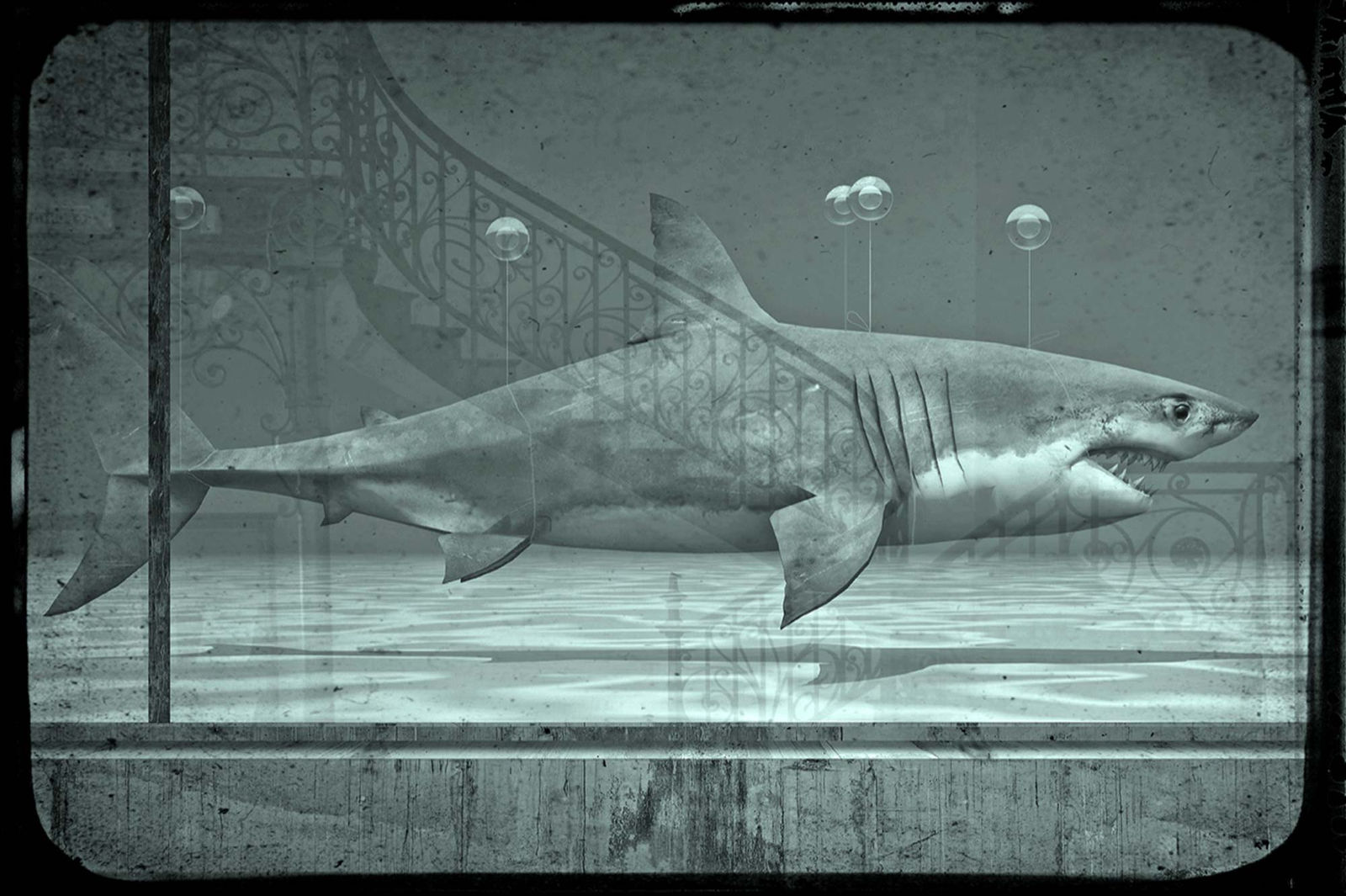 Jan Gulfoss, Requin Blanc, 2017