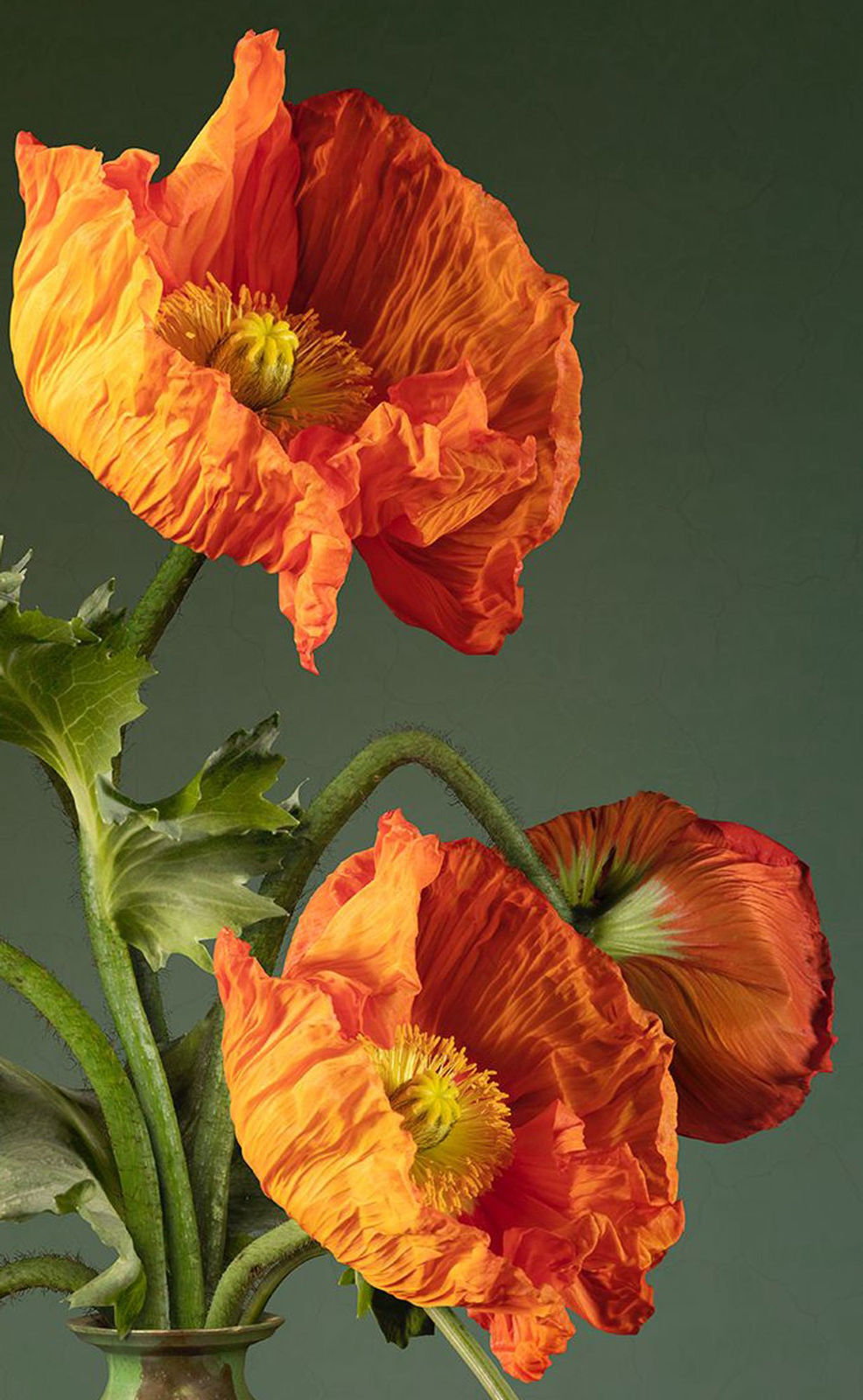 Bas Meeuws, Untitled #198, 2024