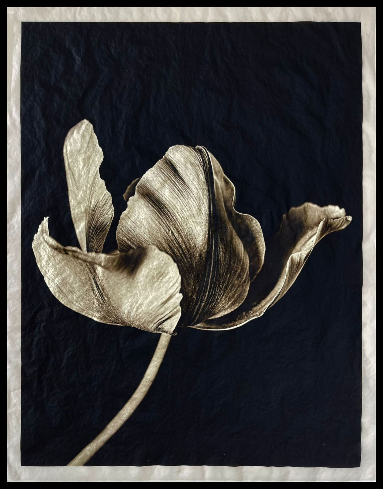 Jan C. Schlegel, Tulip #3, 2023