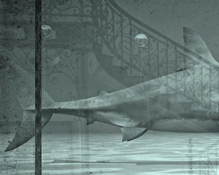 Jan Gulfoss, Requin Blanc, 2017