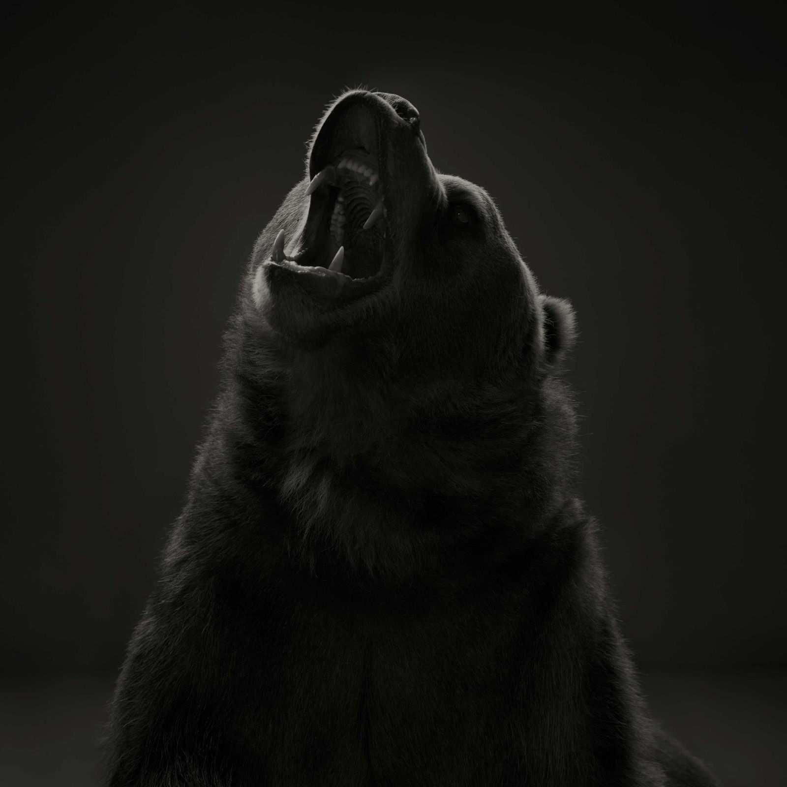 Dean West, Kodiak Bear #2, 2024