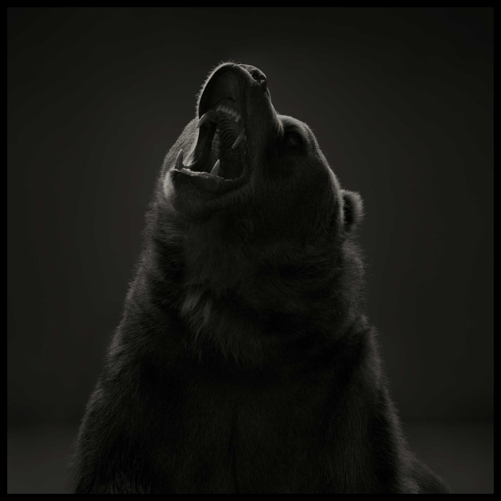 Dean West, Kodiak Bear #2, 2024