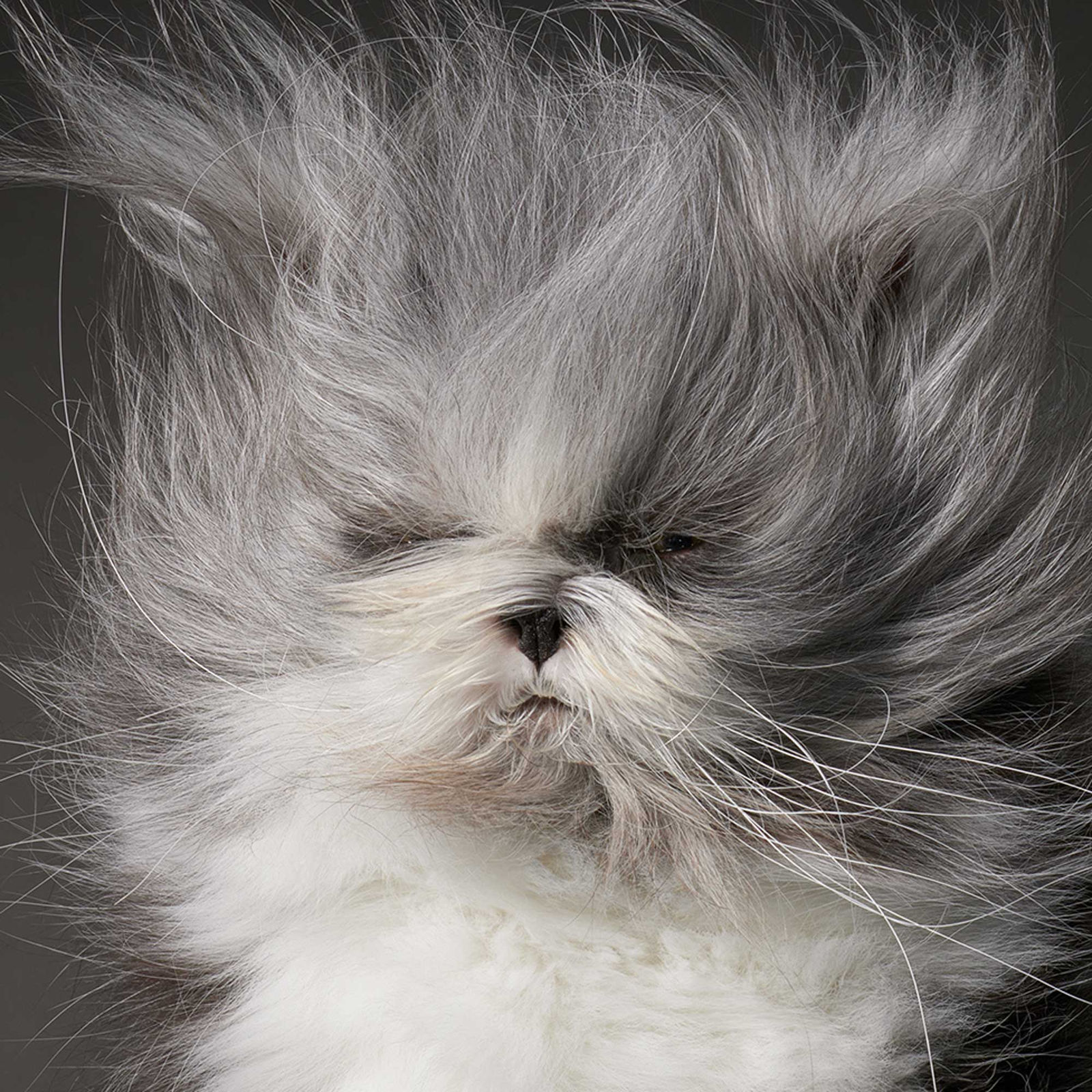 Tim Flach, Persian Hypertrichosis Eyed Closed, 2025