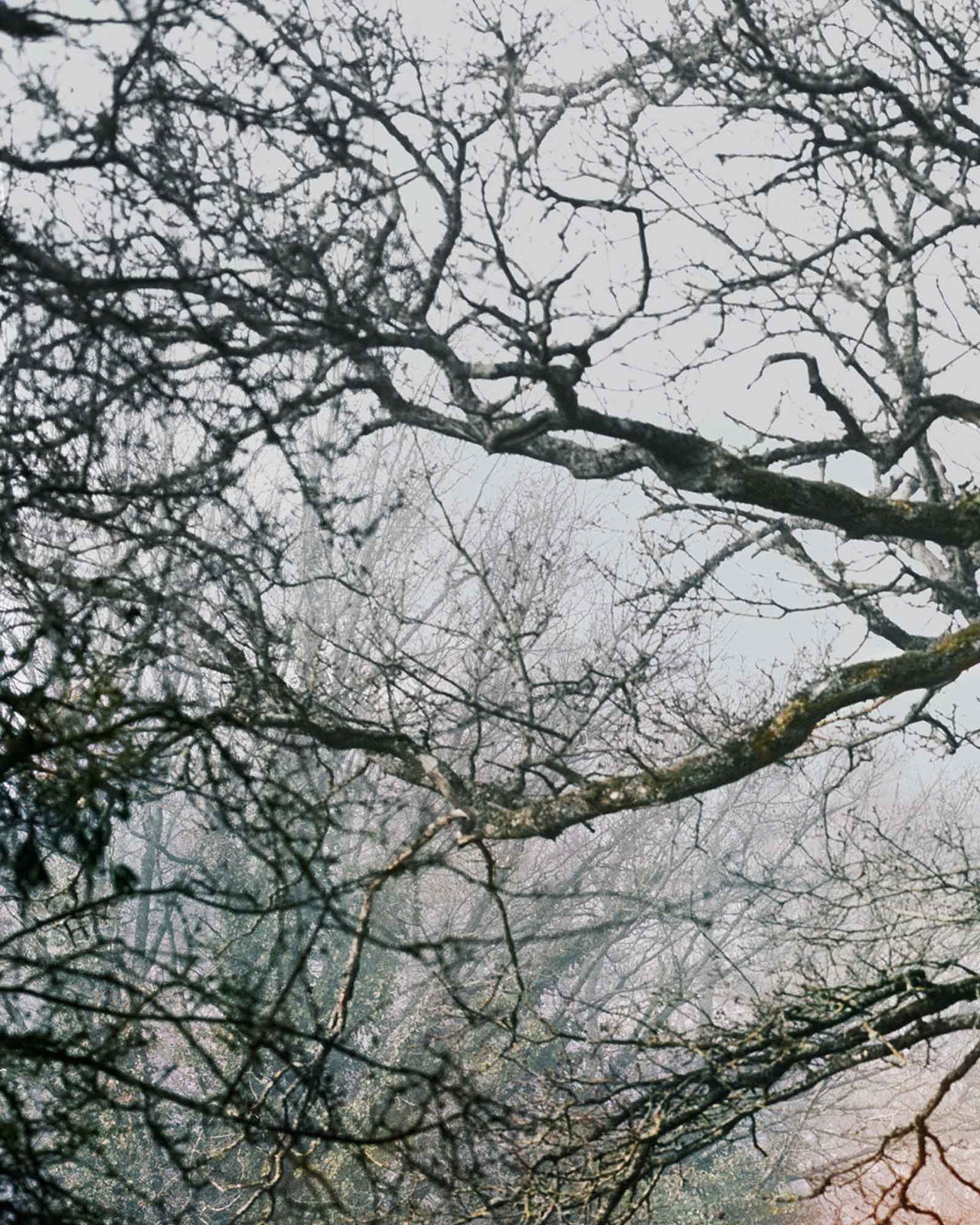 Vee Speers, Untitled #5, 2020