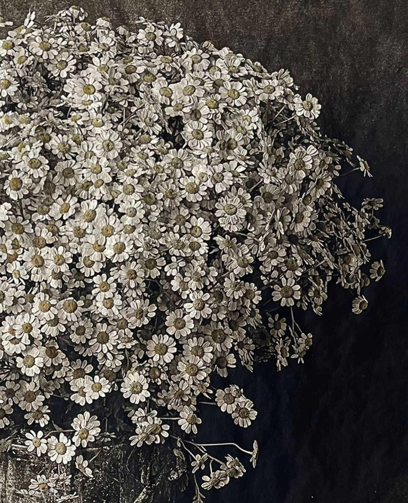 Jan C. Schlegel, Chamomile, 2023