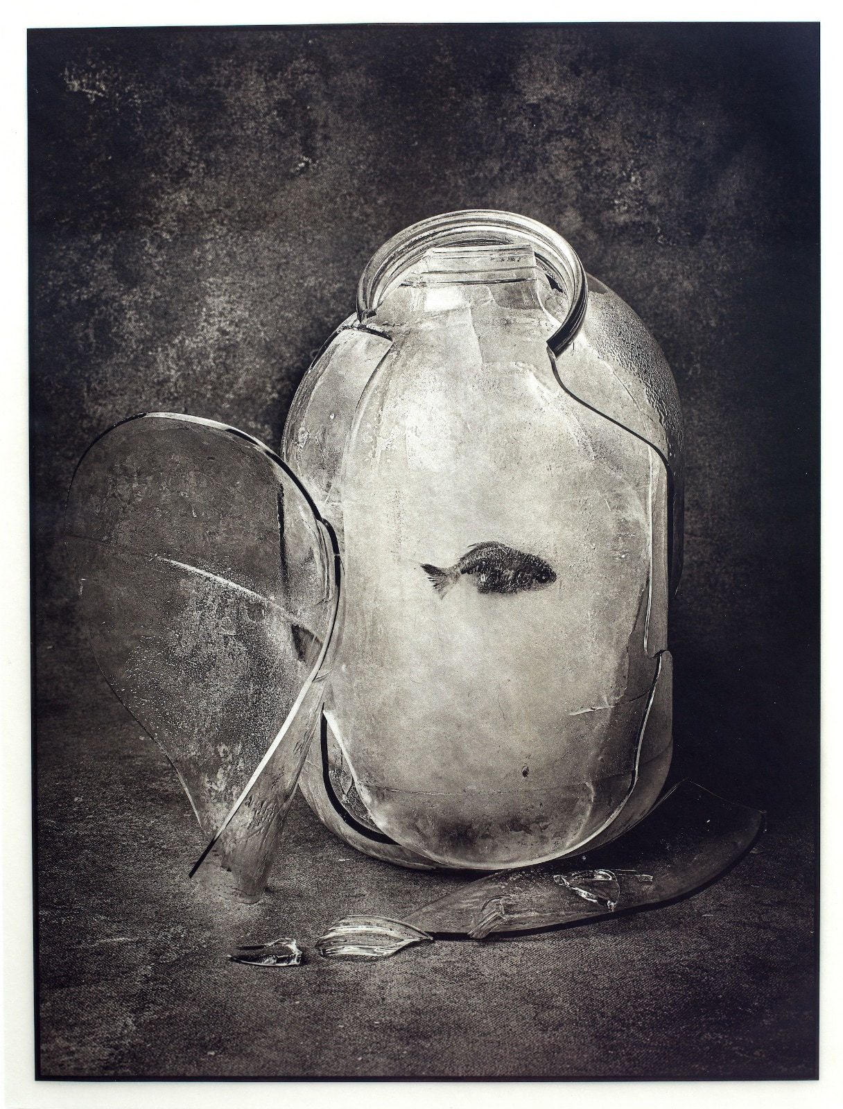 Jan C. Schlegel, Cotton Fish, 2024