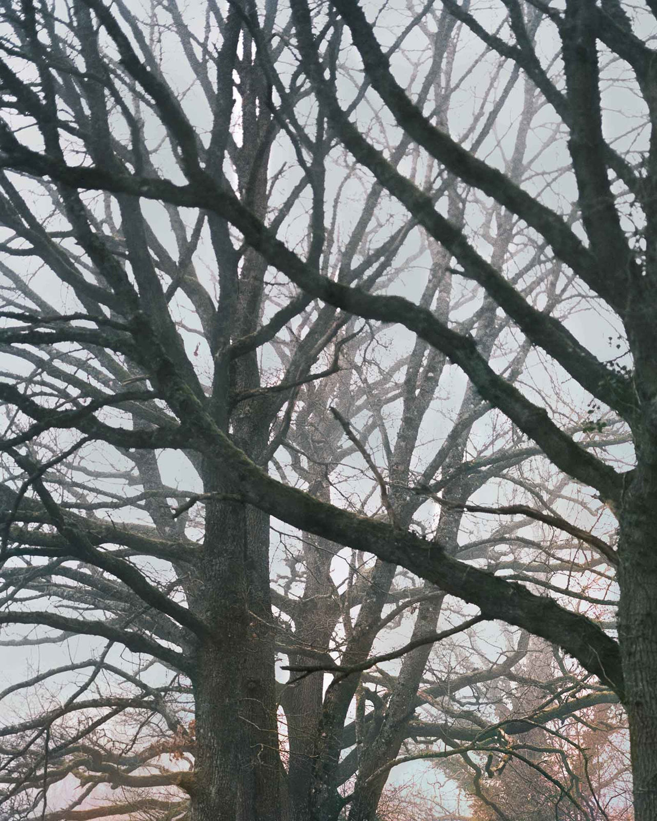 Vee Speers, Untitled #10, 2020