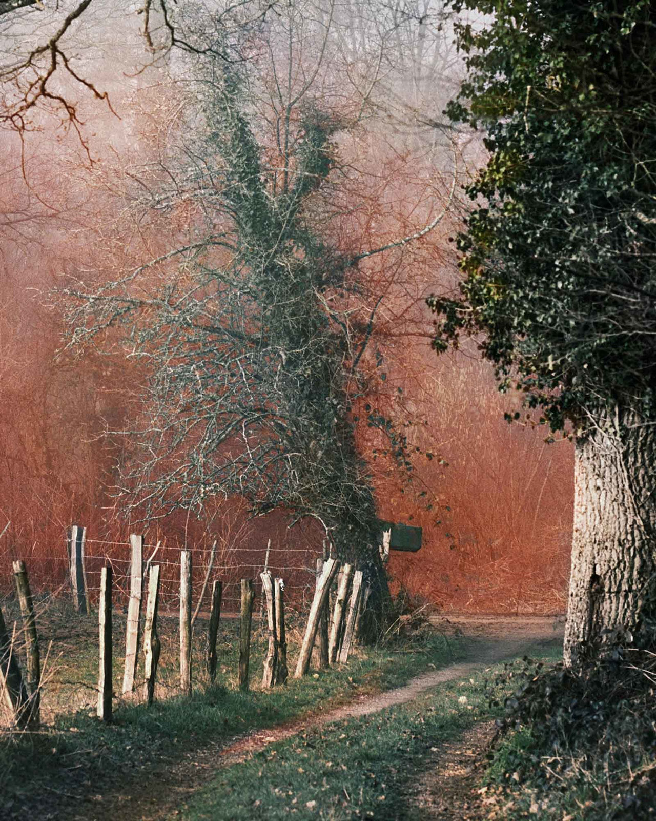 Vee Speers, Untitled #5, 2020