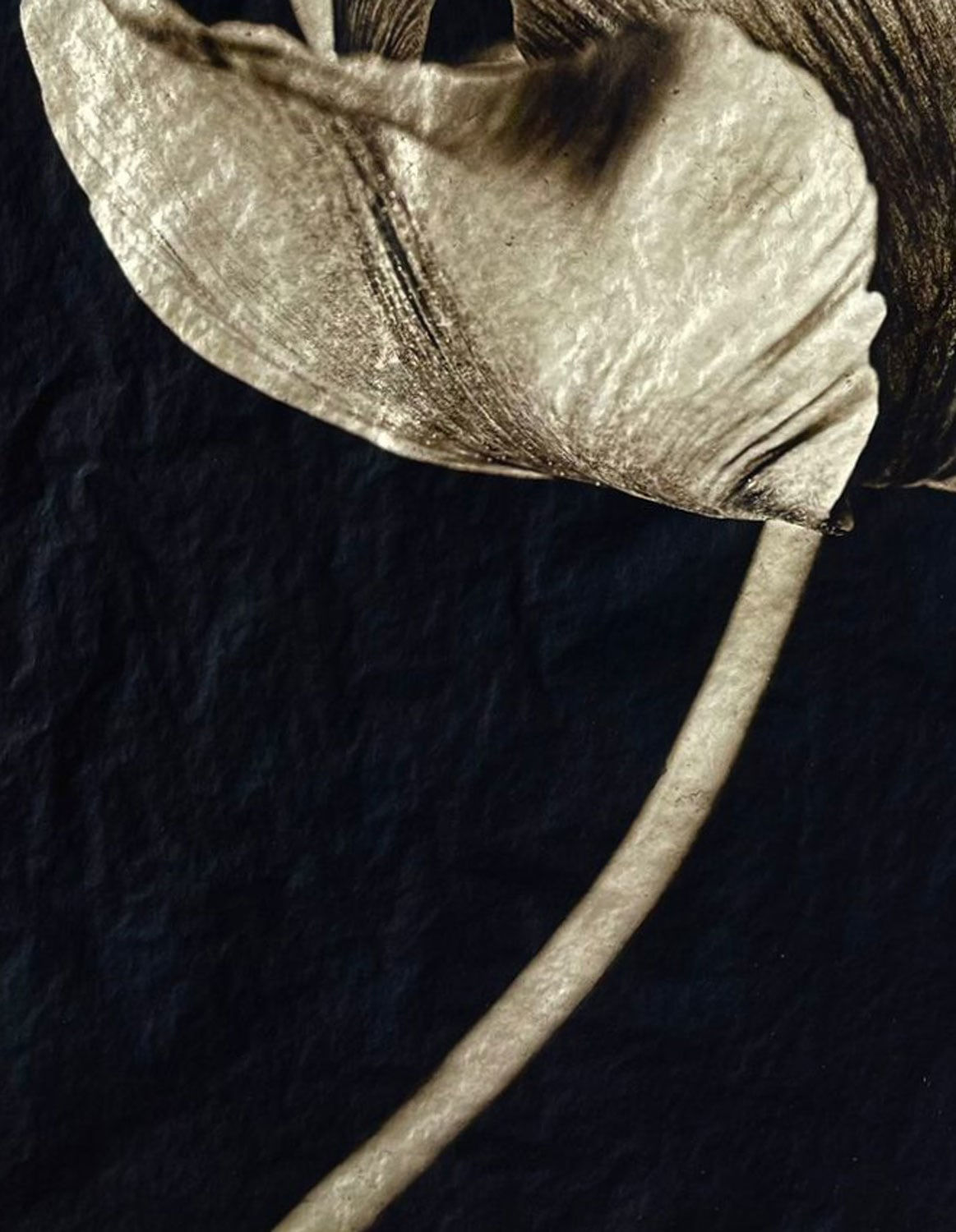 Jan C. Schlegel, Tulip #3, 2023