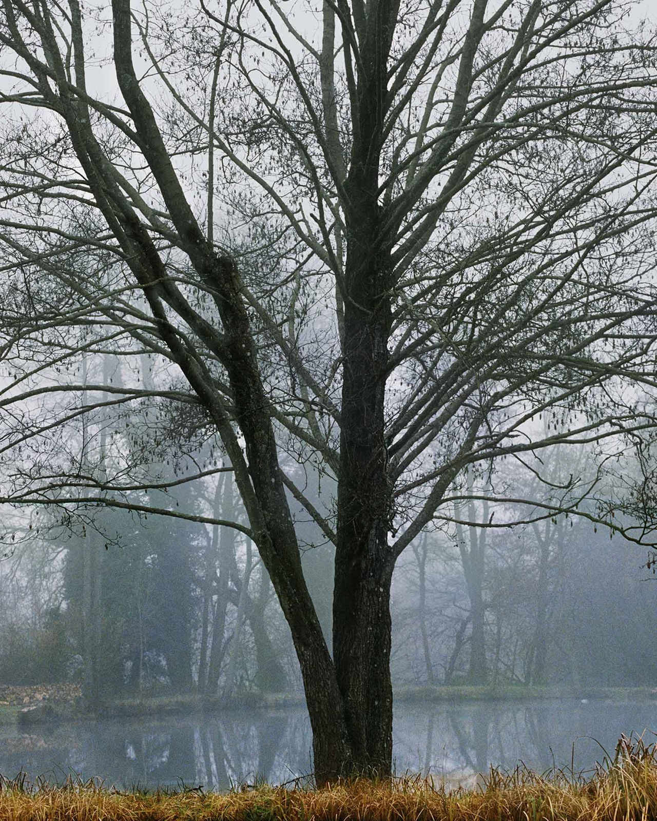 Vee Speers, Untitled #7, 2020