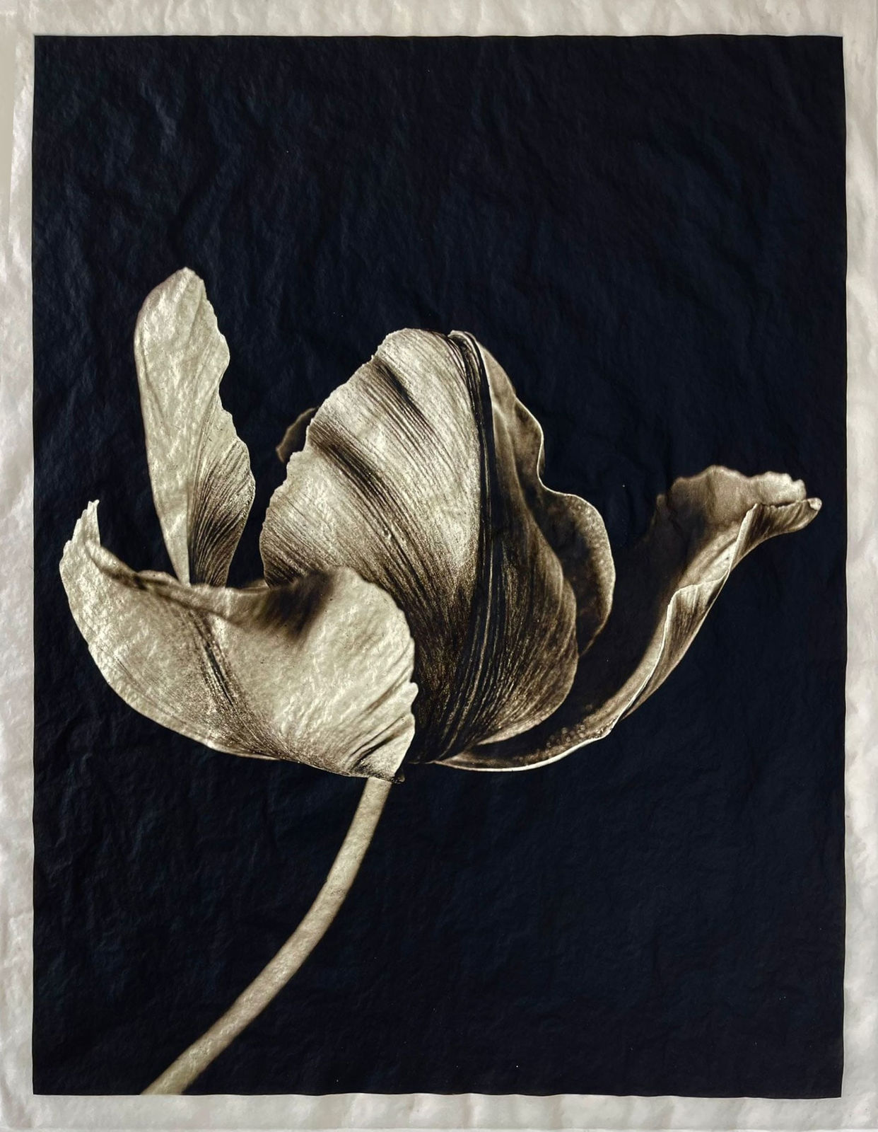 Jan C. Schlegel, Tulip #3, 2023