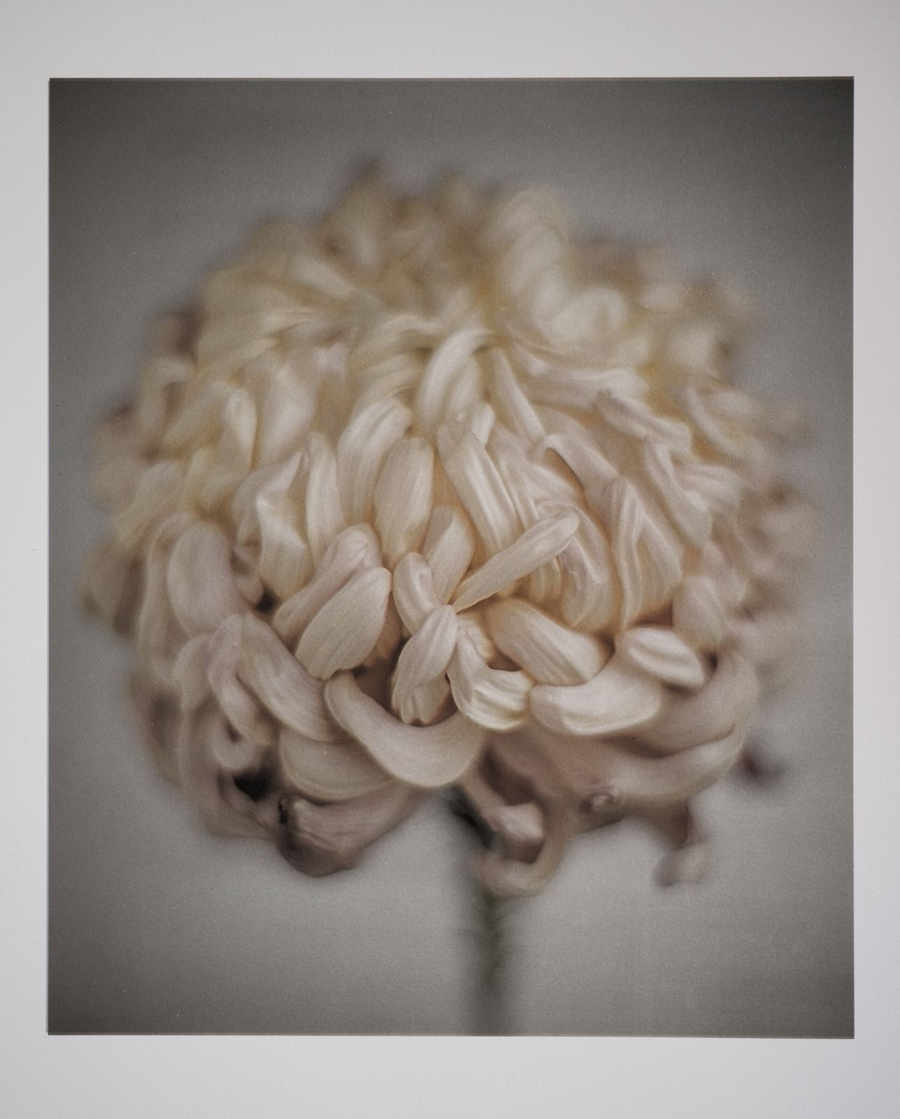 Jan C. Schlegel, Chrysanthemum, 2025