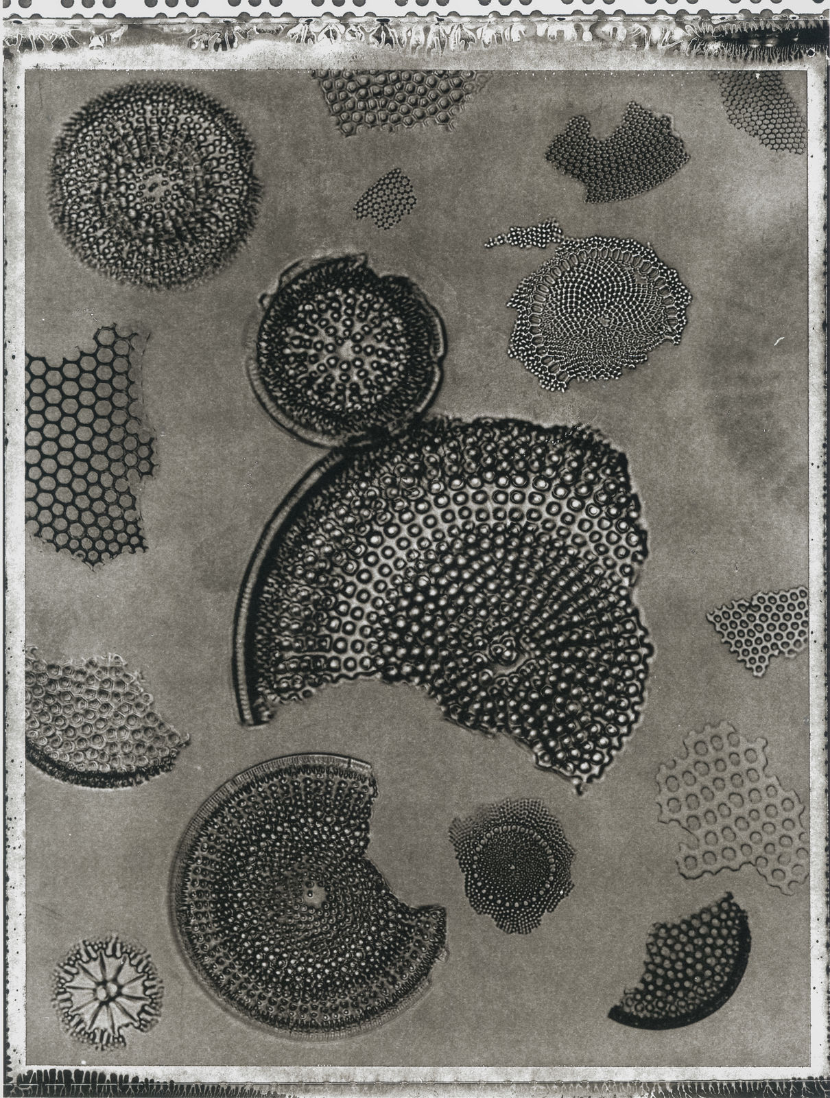 Jan C. Schlegel, Plate #26, 2024