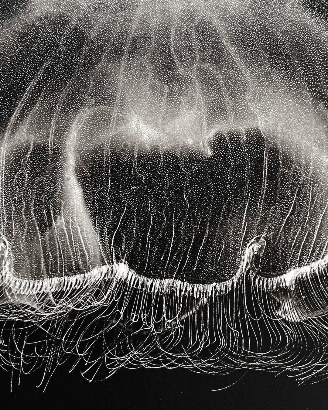 Jan C. Schlegel, Moon Jellyfish #2 (Aurelia Aurita), 2023