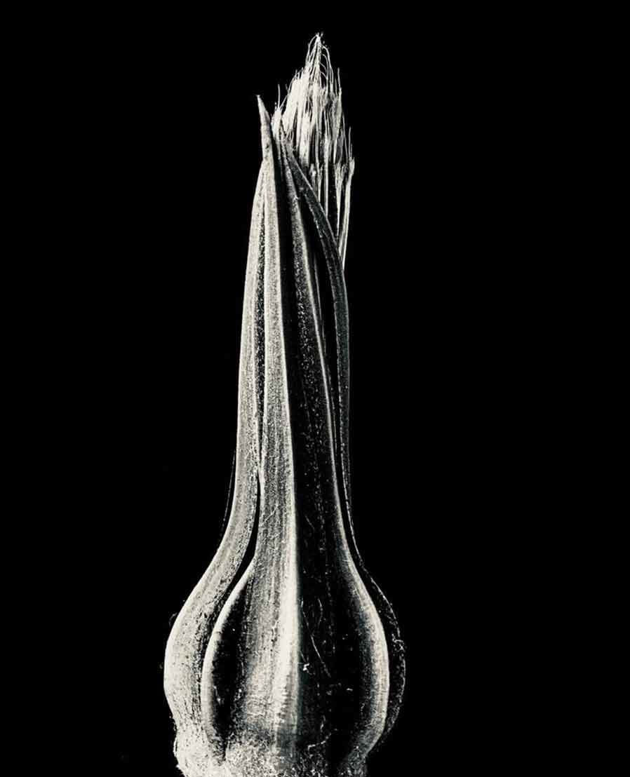 Jan C. Schlegel, Tragopogon Pratensis #1, 2023