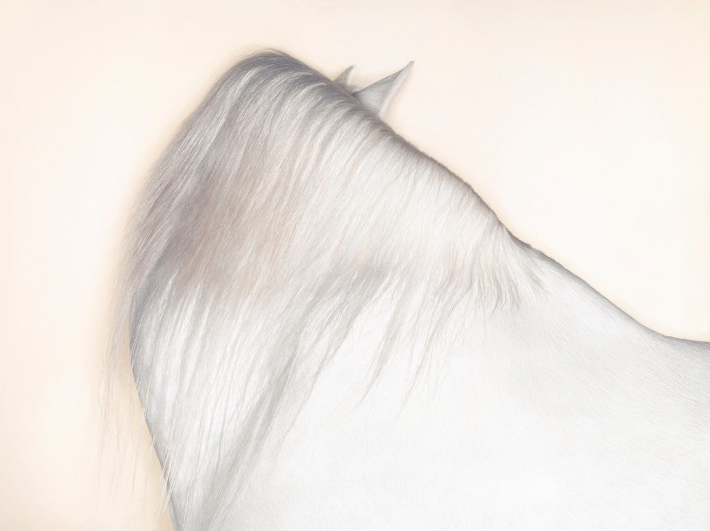 Tim Flach, Cremello, 2008