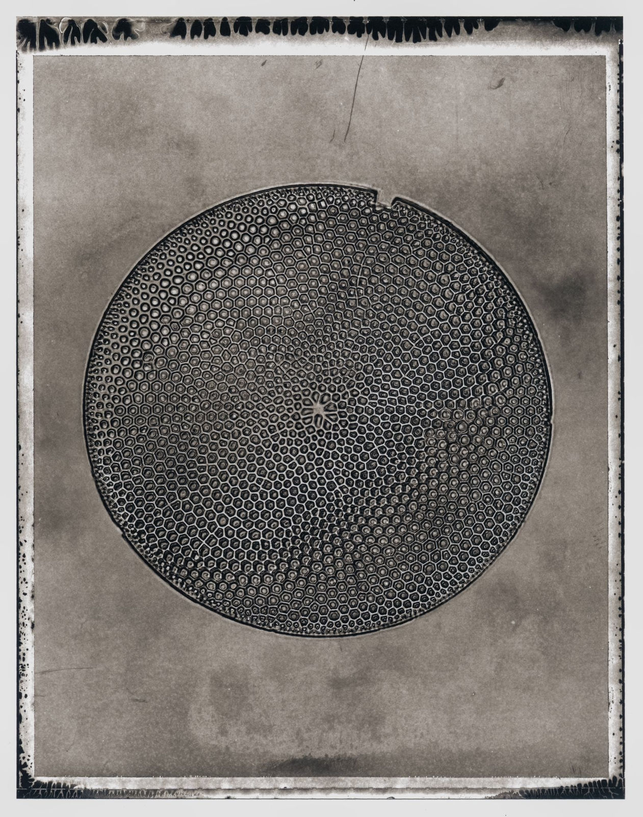 Jan C. Schlegel, Plate #01, 2024