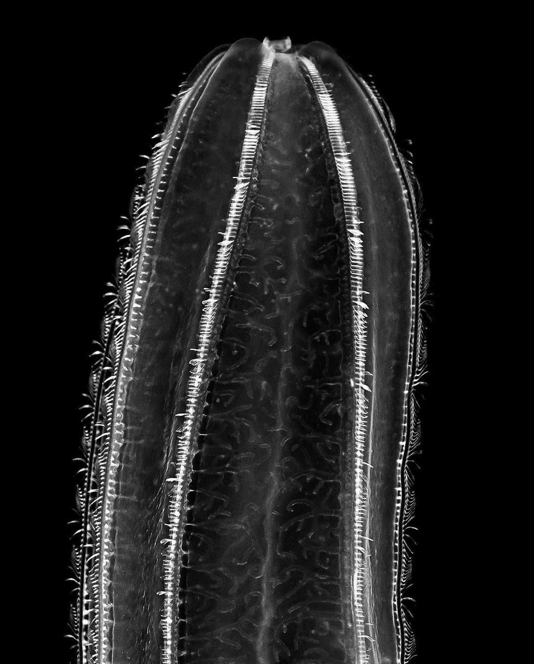Jan C. Schlegel, Comb Jellyfish (Beroe Cucumis), Cape Town, 2023