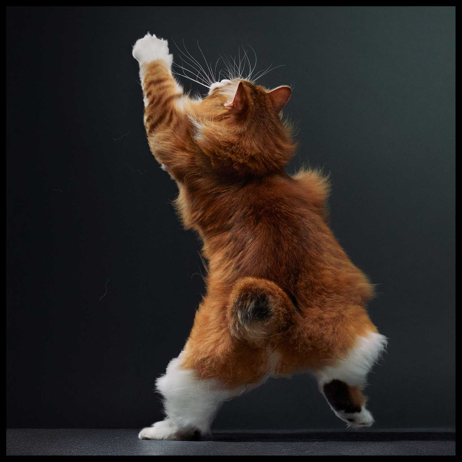 Tim Flach, Kurilian Bobtail Punching, 2025