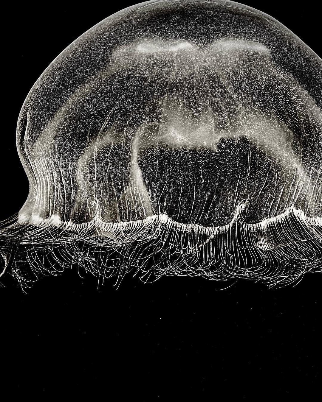 Jan C. Schlegel, Moon Jellyfish #2 (Aurelia Aurita), 2023