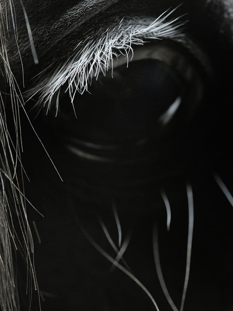 Tim Flach, Elwias' Eyelashes, 2008