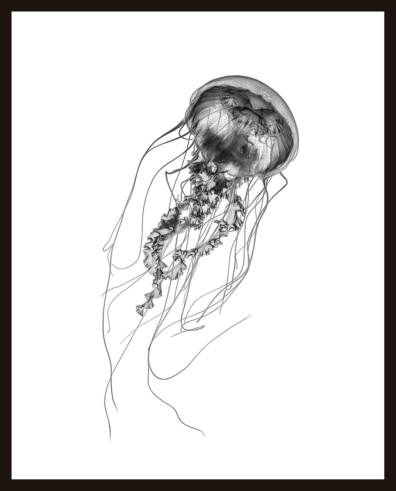 Jan C. Schlegel, Pacific Sea Nettle #3 (Chrysaora Fuscescens), 2023
