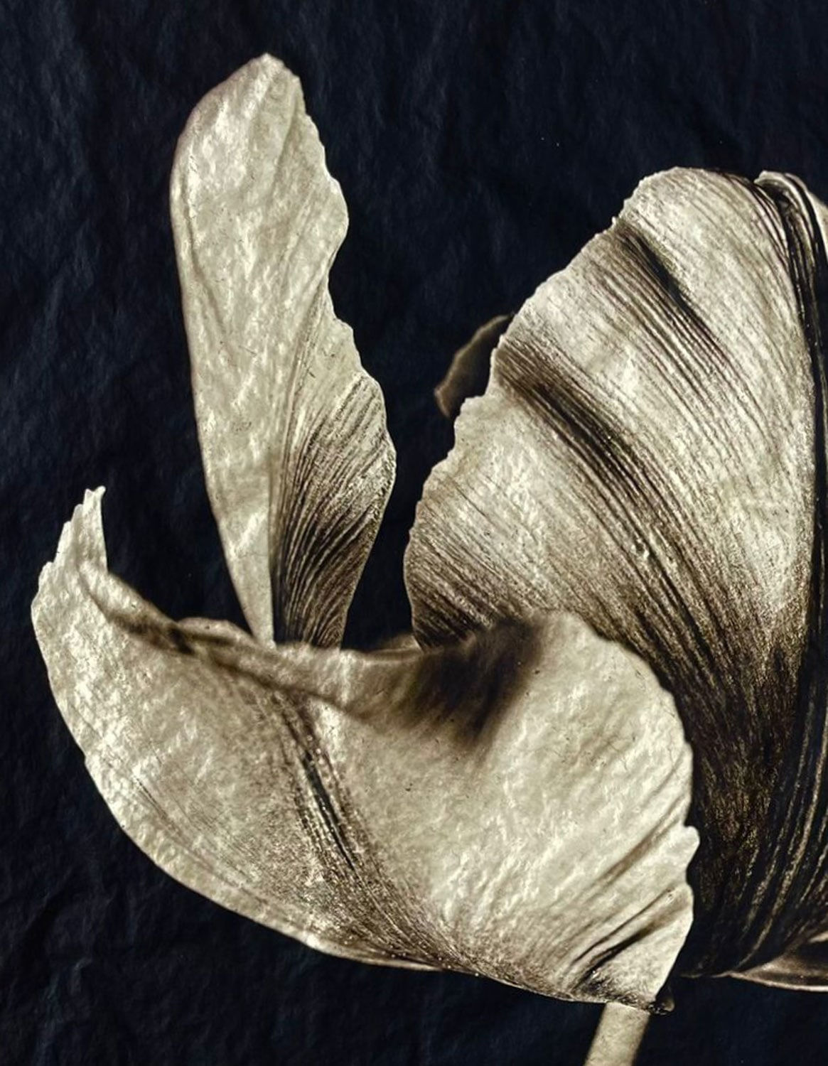 Jan C. Schlegel, Tulip #3, 2023