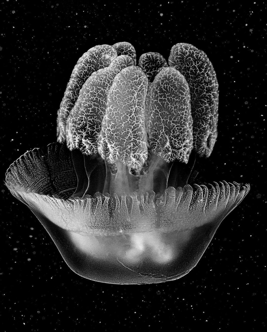 Jan C. Schlegel, Blue Blubber #2 (Catostylus Azanii Sp. Nov), 2023