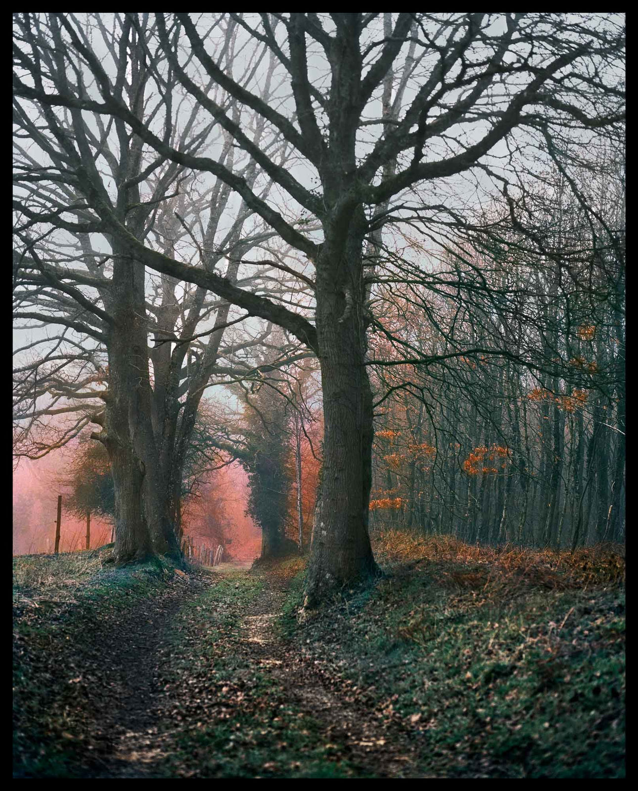 Vee Speers, Untitled #10, 2020