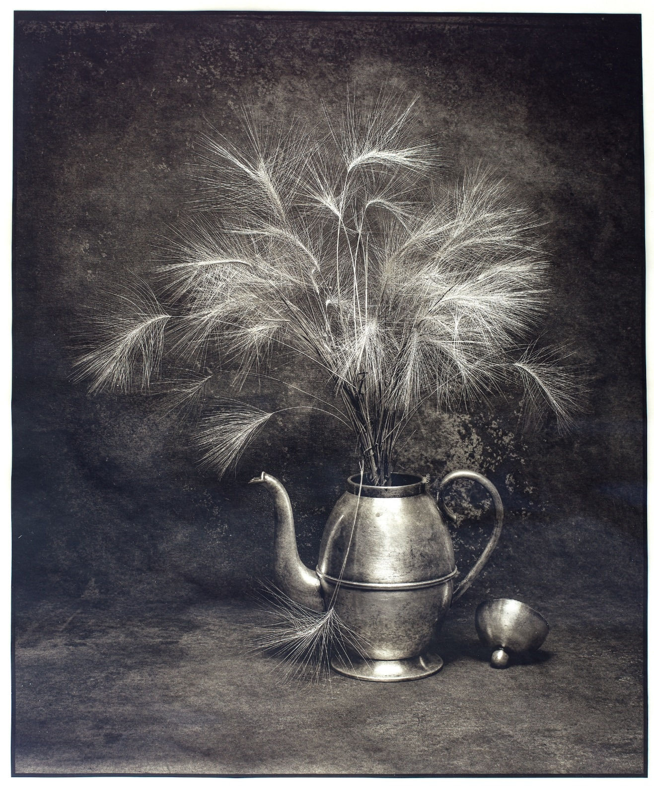 Jan C. Schlegel, Hordeum spontaneum, 2024