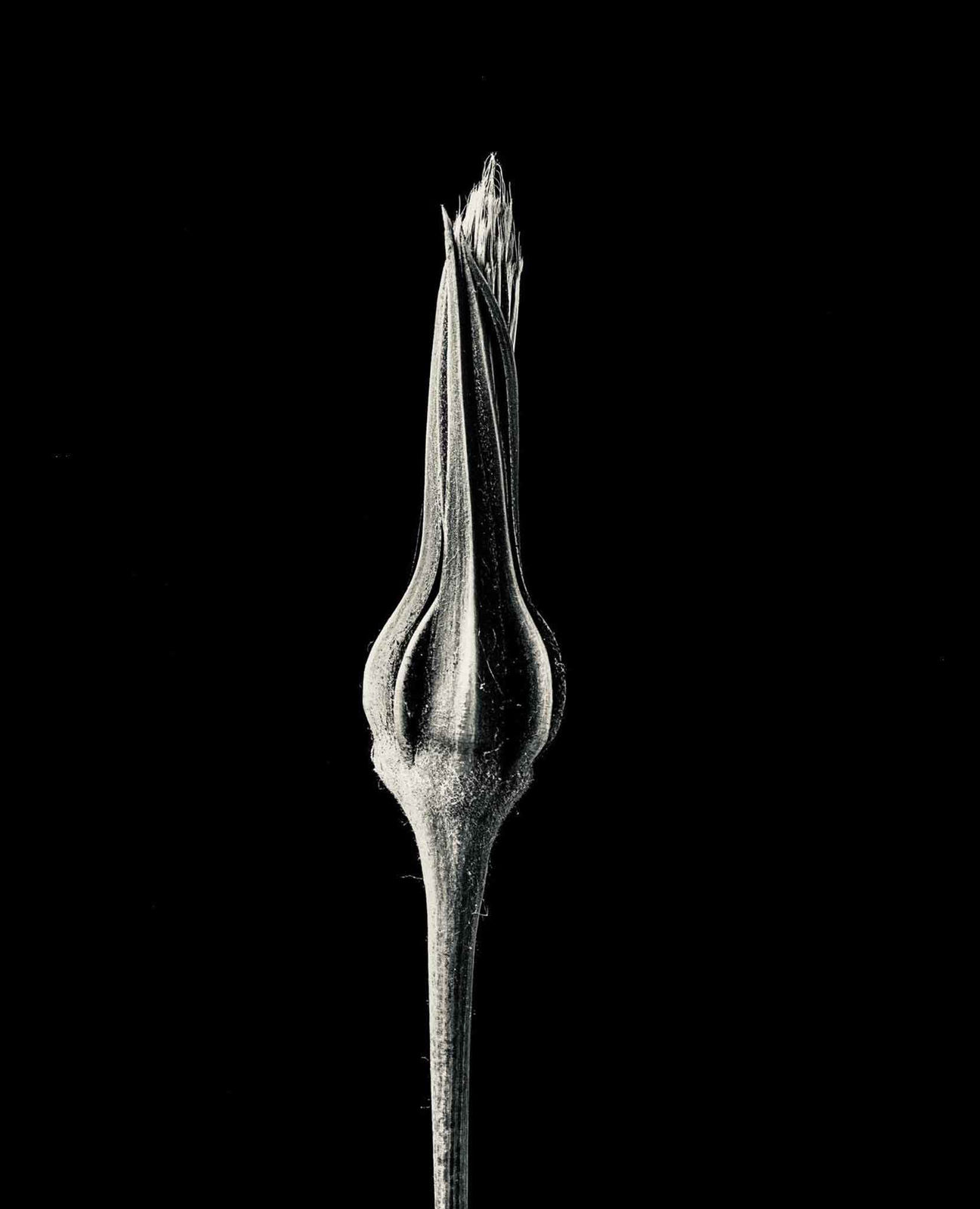 Jan C. Schlegel, Tragopogon Pratensis #1, 2023