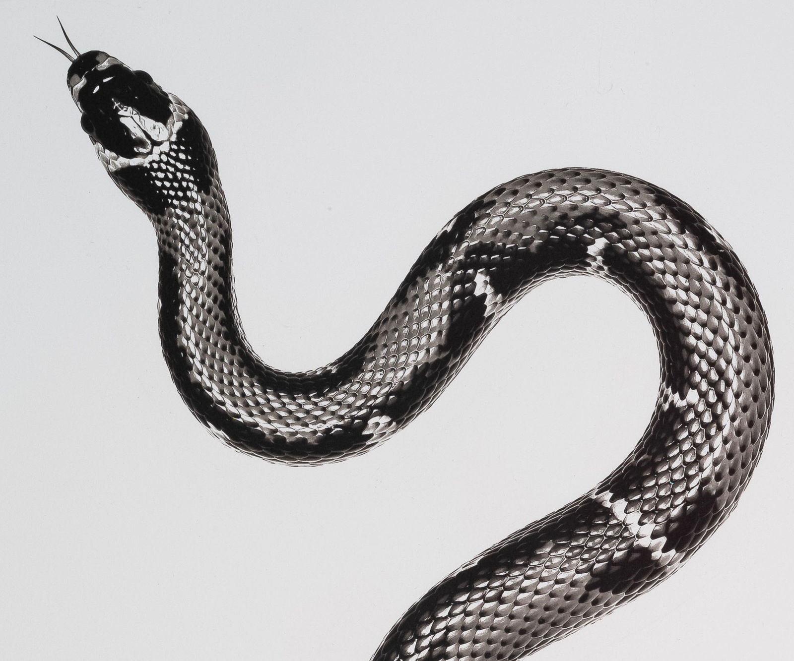 Jan C. Schlegel, Snake 6, 2020