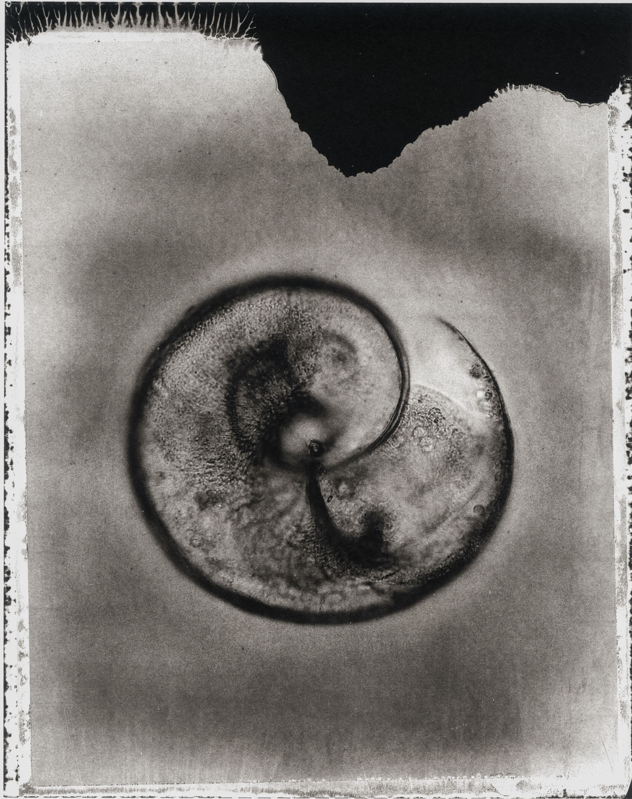 Jan C. Schlegel, Plate #40, 2024