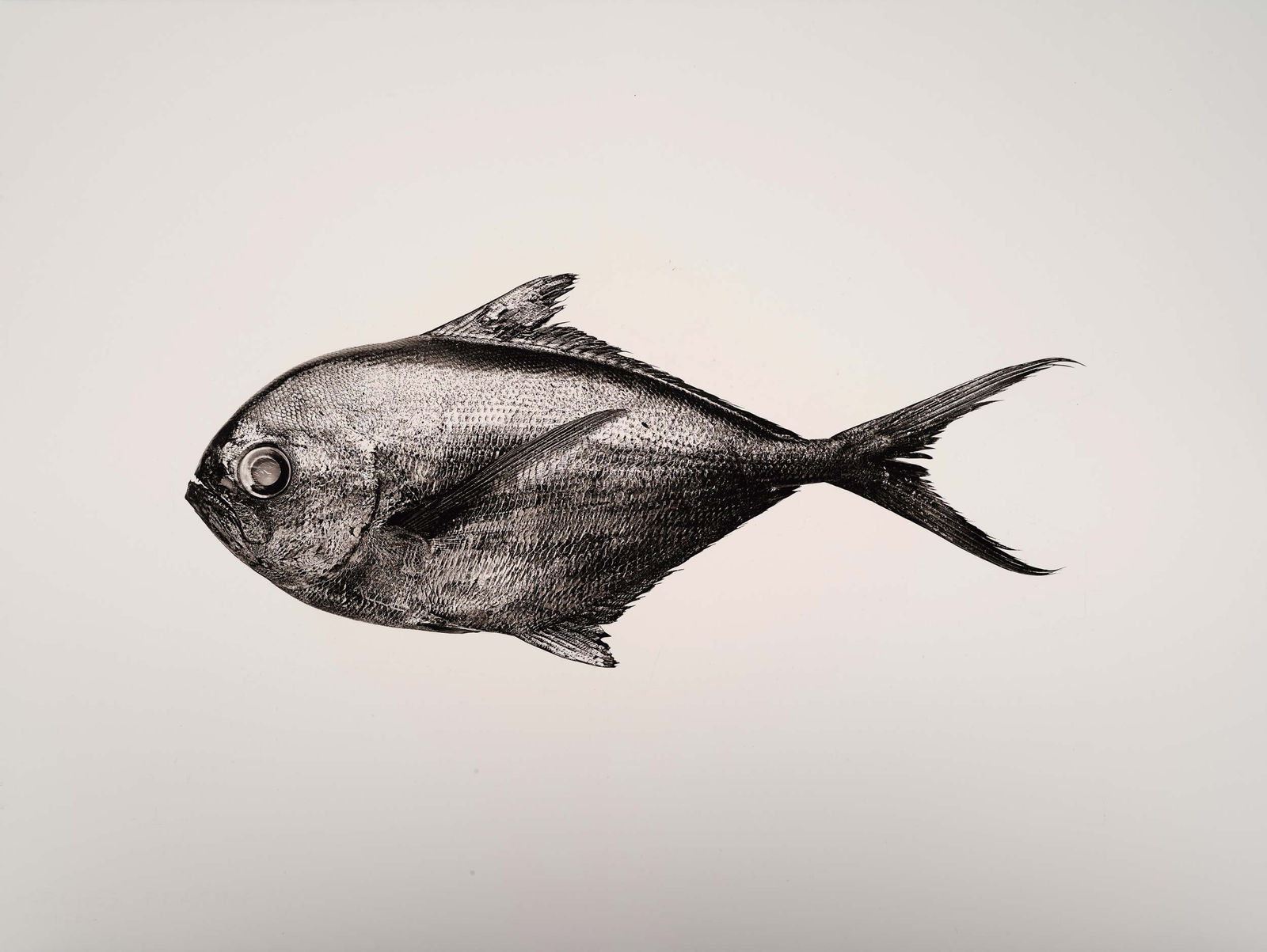 Jan C. Schlegel, Brama Brama, 2018