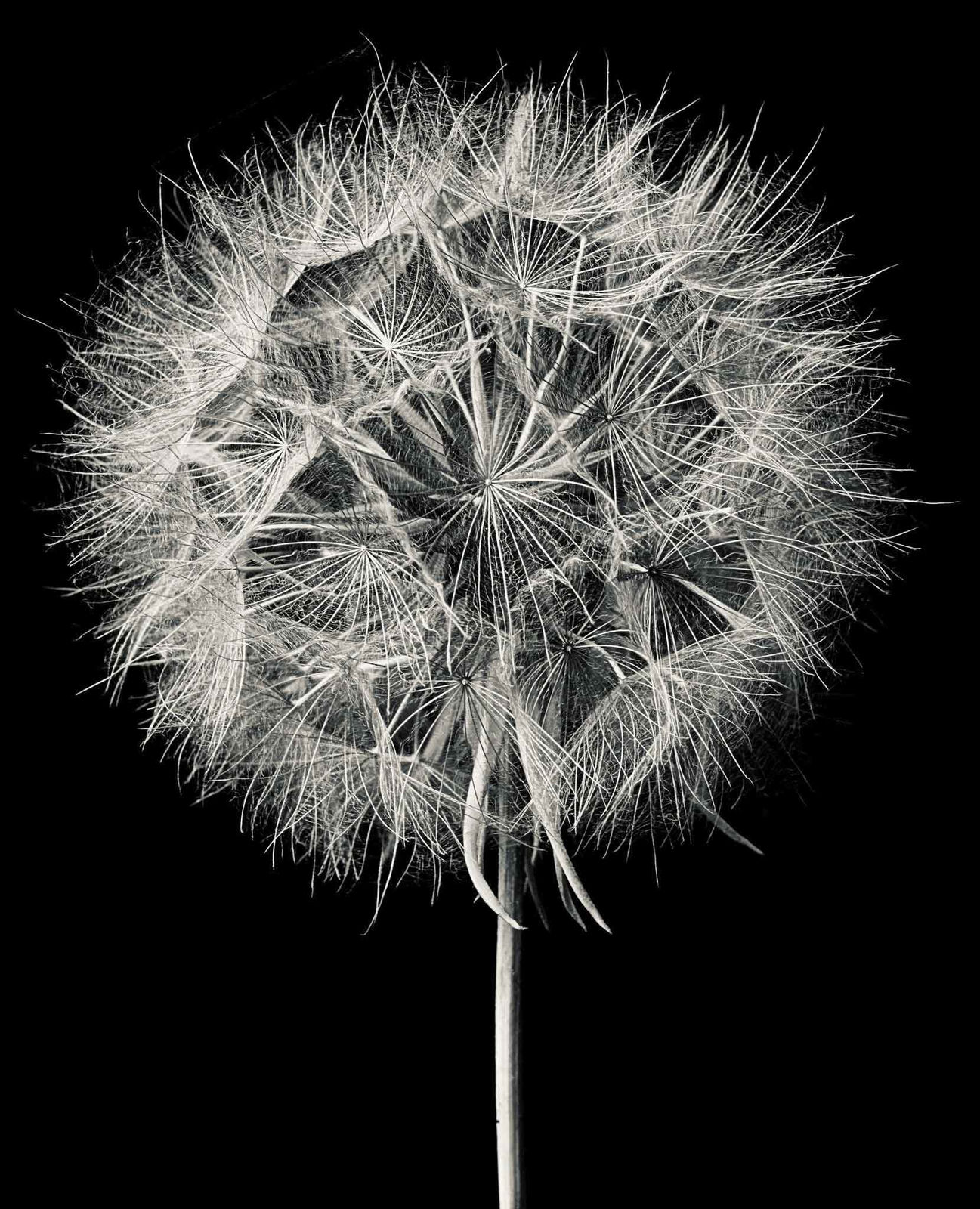 Jan C. Schlegel, Tragopogon Pratensis #4, 2023