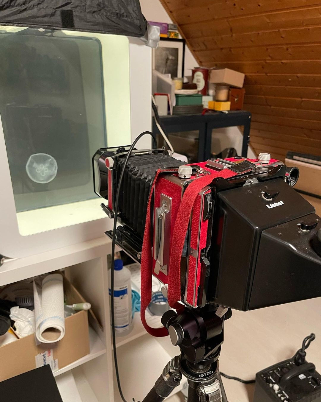 Jan C. Schlegel, Moon Jellyfish #2 (Aurelia Aurita), 2023