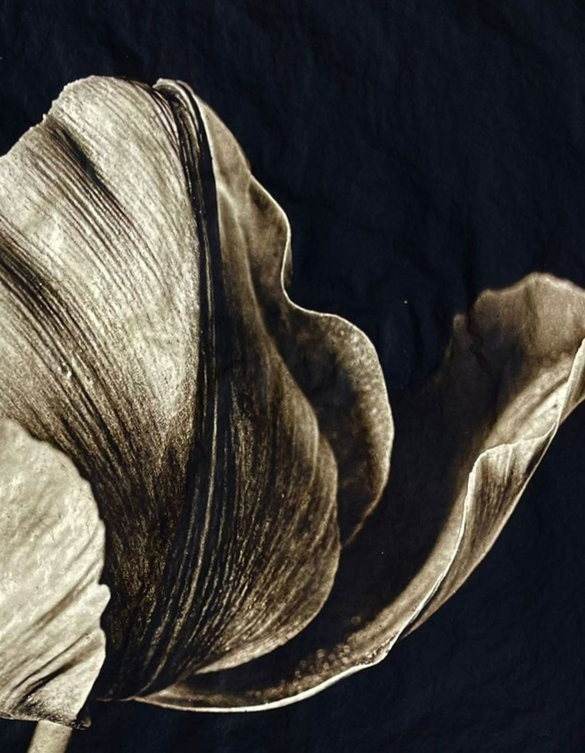 Jan C. Schlegel, Tulip #3, 2023