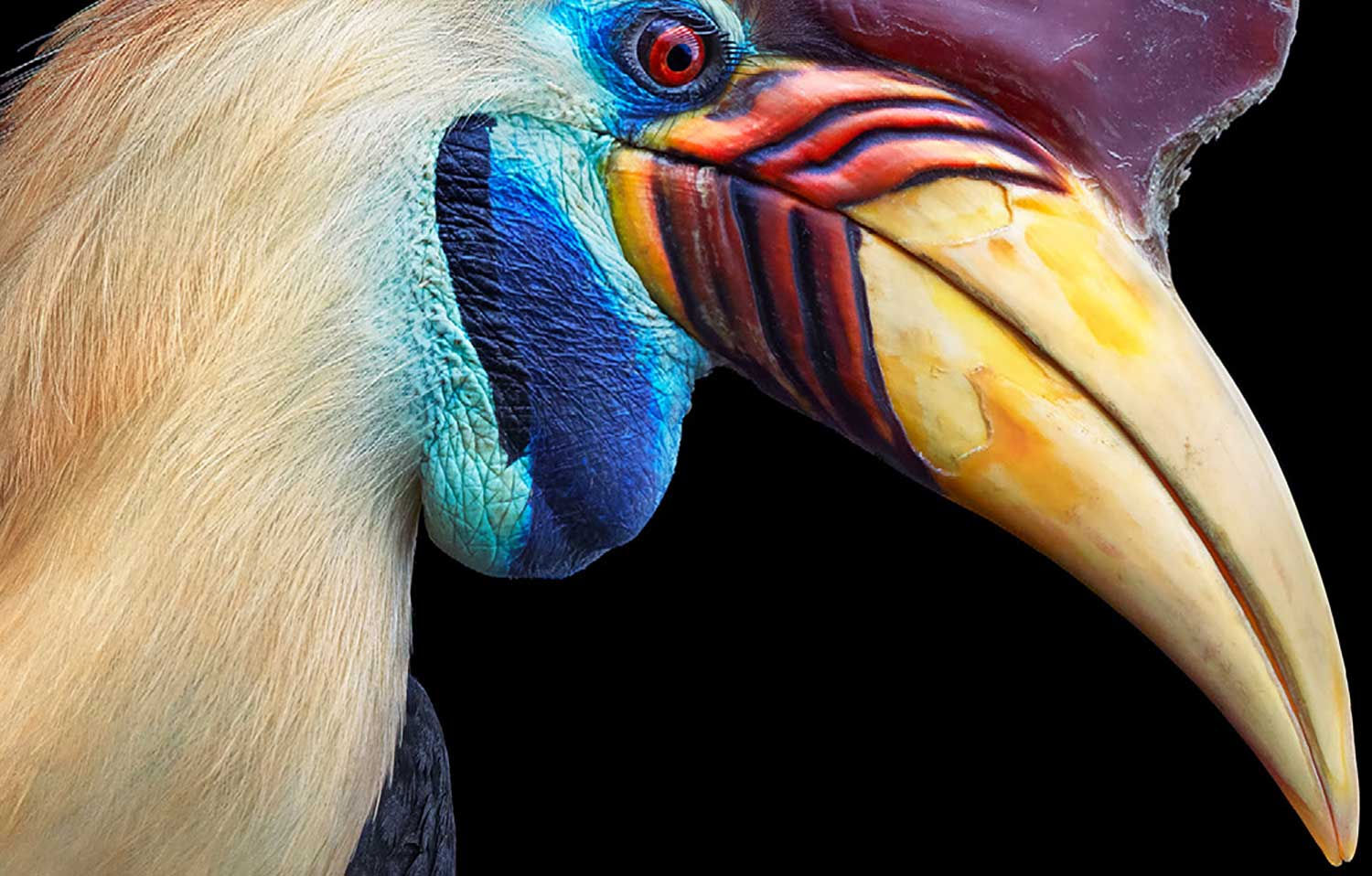 Tim Flach, Knobbed Hornbill, 2021