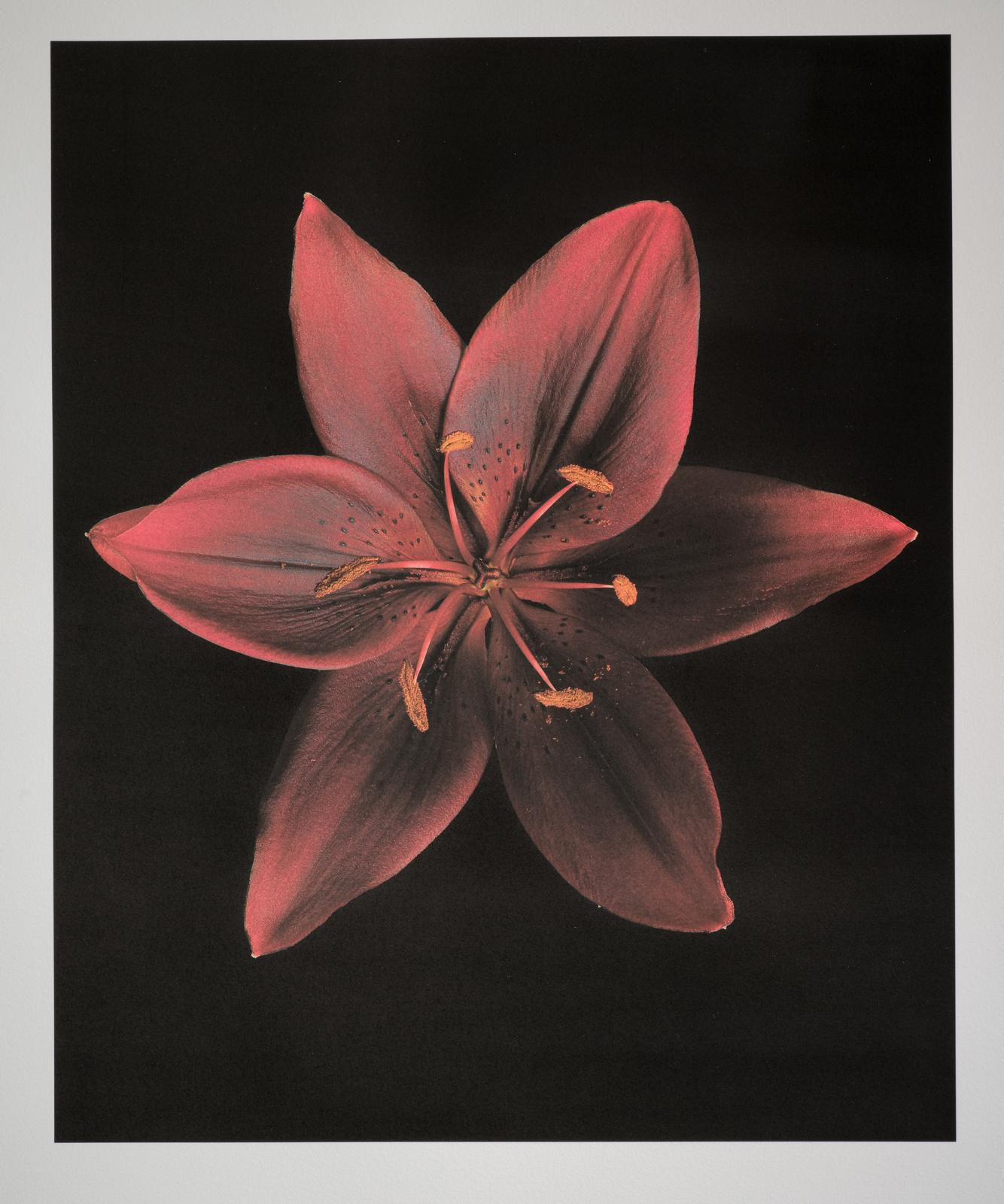 Jan C. Schlegel, Red Lily, 2025