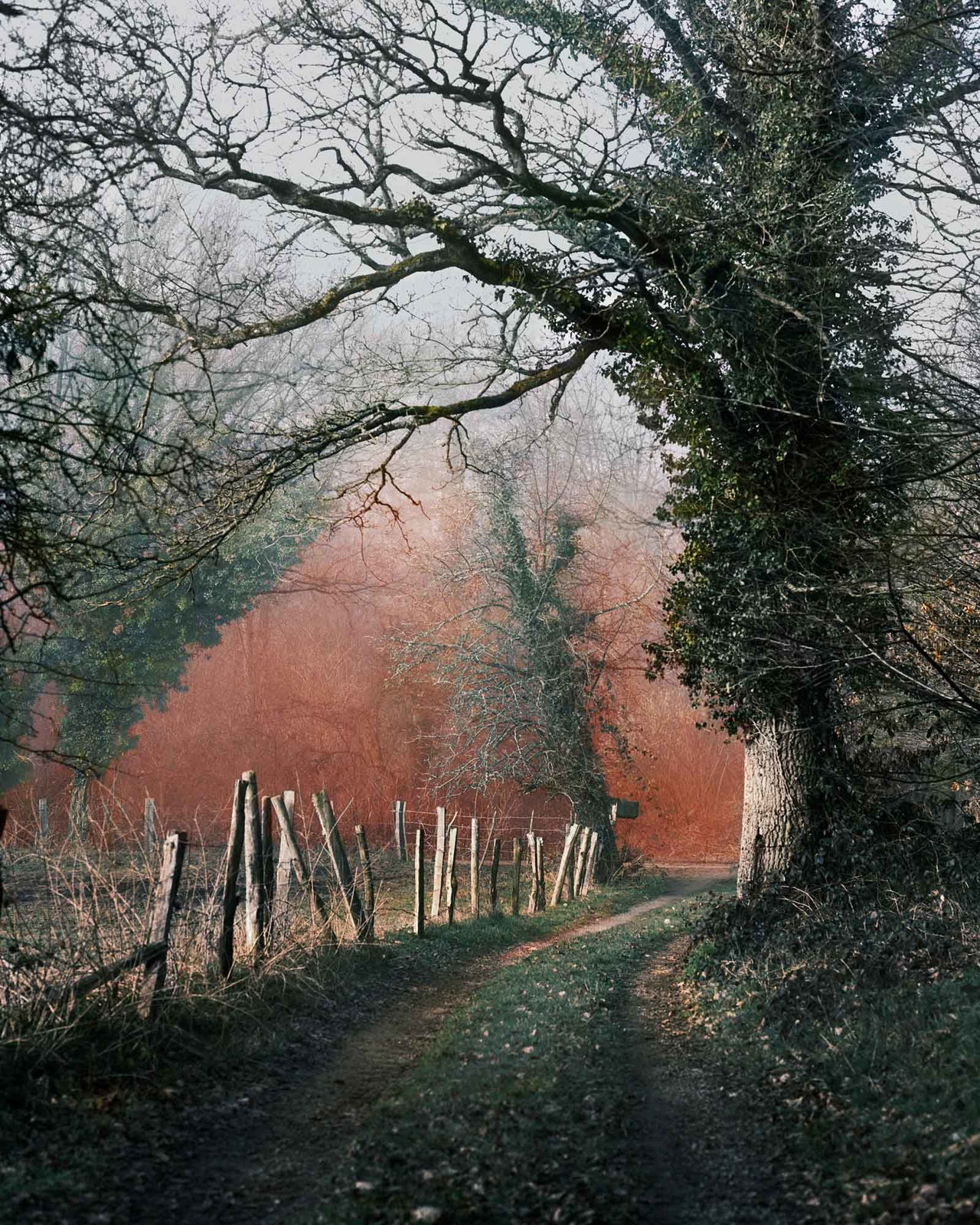 Vee Speers, Untitled #5, 2020