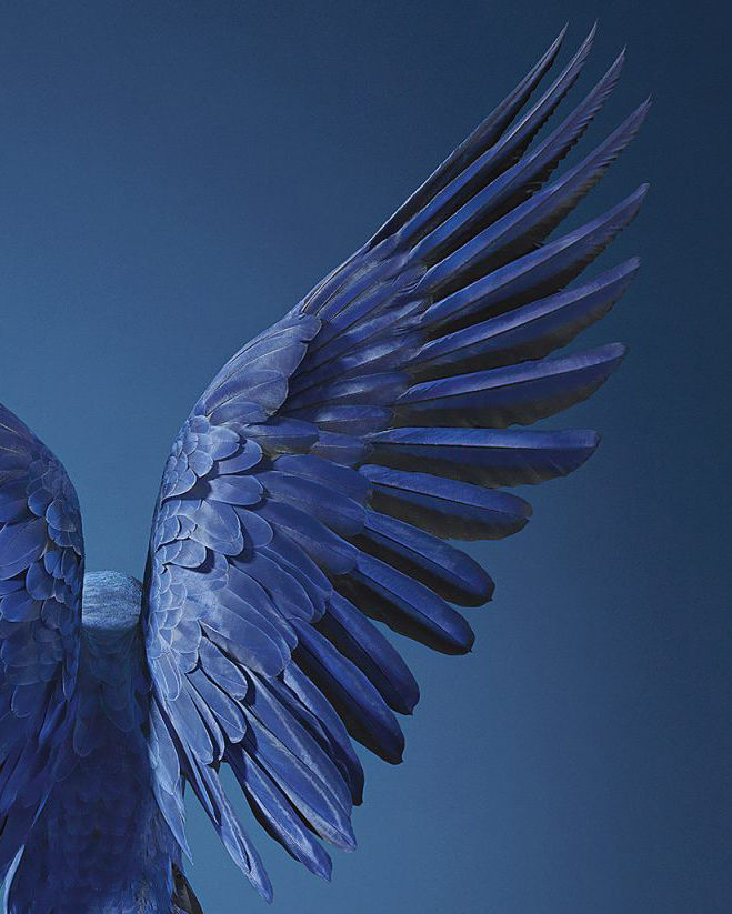 Tim Flach, Hyacinth Macaw, 2017