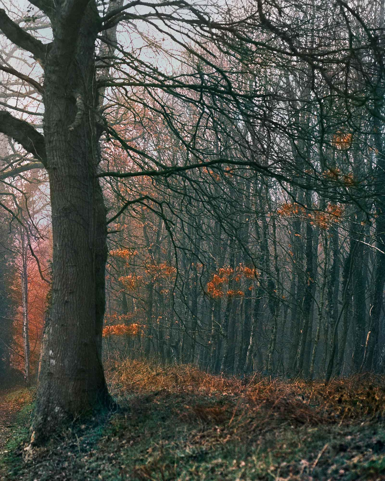 Vee Speers, Untitled #10, 2020